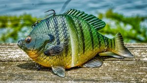 Savage Gear 3D Bluegill Review