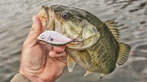 Team Ark Elite Z-Series 63mm Lipless Crankbait Review