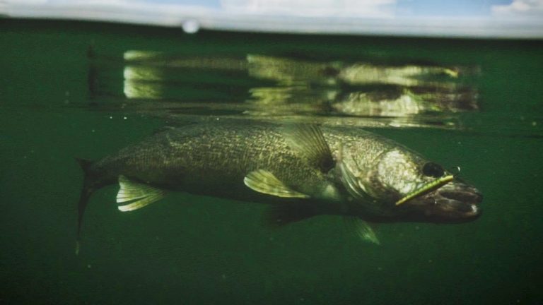 Power Fishing Walleye With Jigging Raps