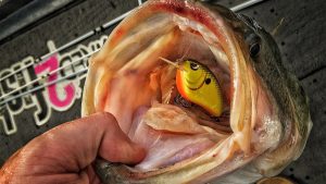 3 Key Factors for Choosing Winter Crankbaits