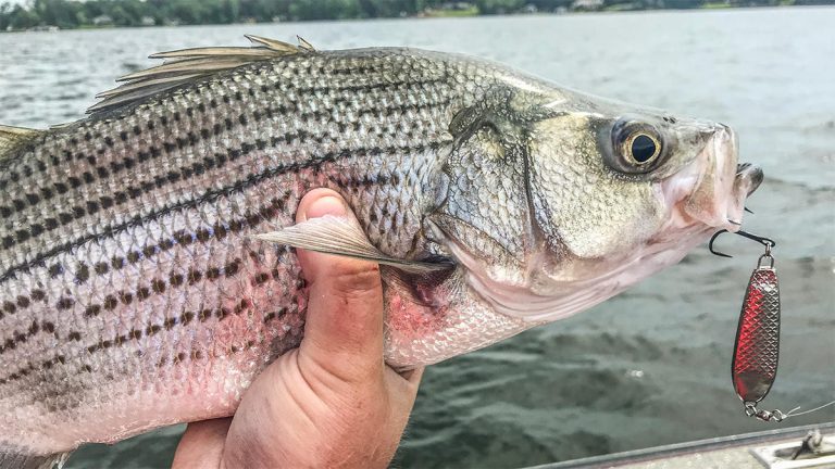 How to Catch Striped Bass in the Summer