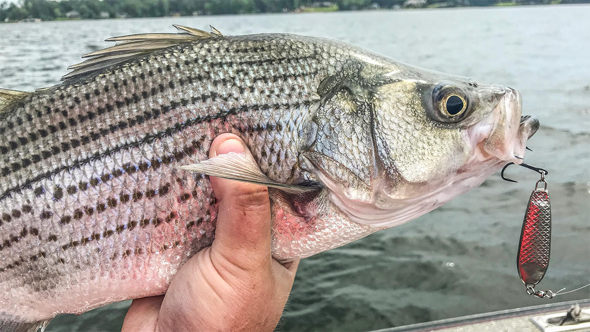 How to Fish for Striped Bass in Summer