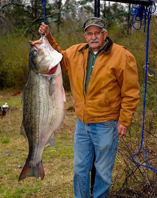 World Record Striper Caught by Alabama Angler