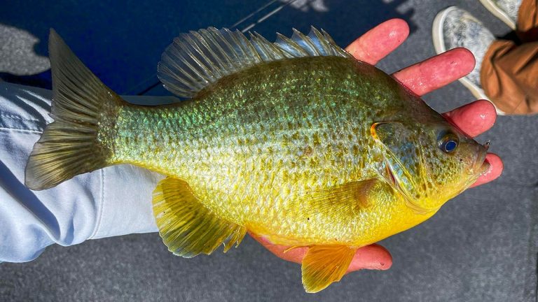 What I Learned Fishing/Winning My First Sunfish Tournament