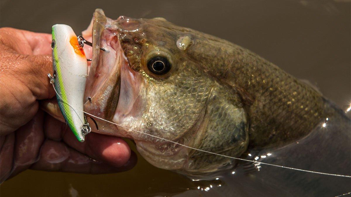 How Many Ways Can You Fish a Trap? - Wired2Fish