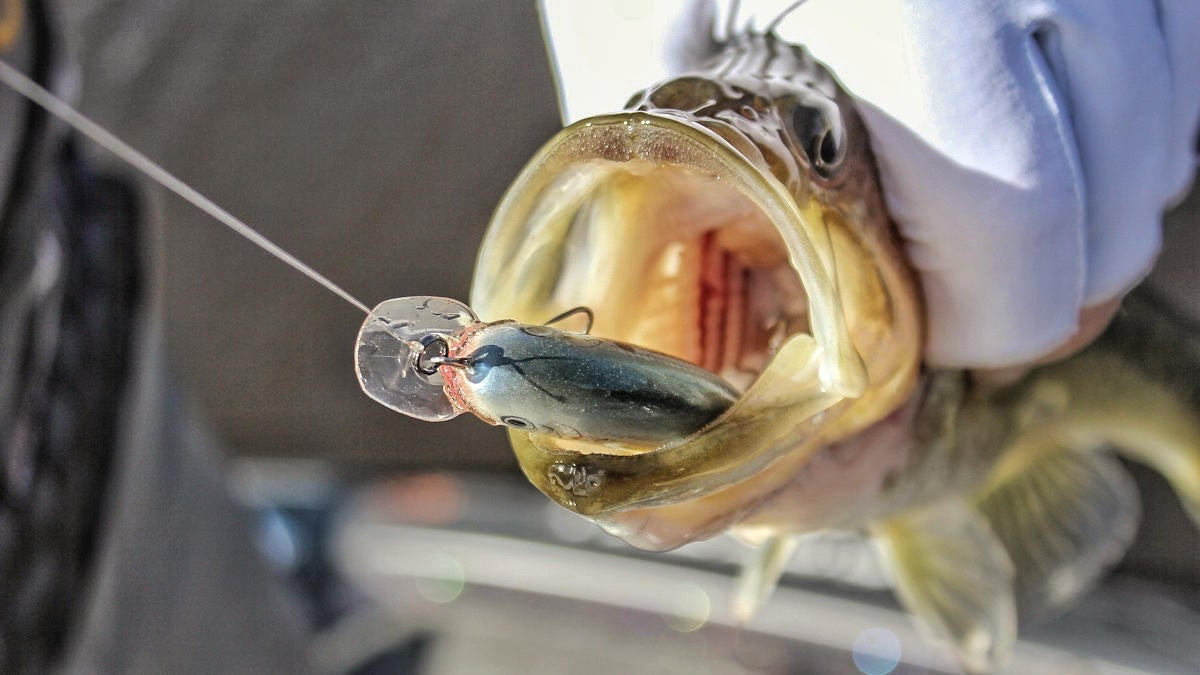 6 Must-Have Summer Pond Fishing Baits - Wired2Fish
