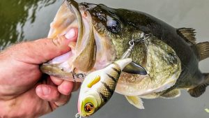 Fine Tuning Your Gear for Summer Wolf Pack Bass