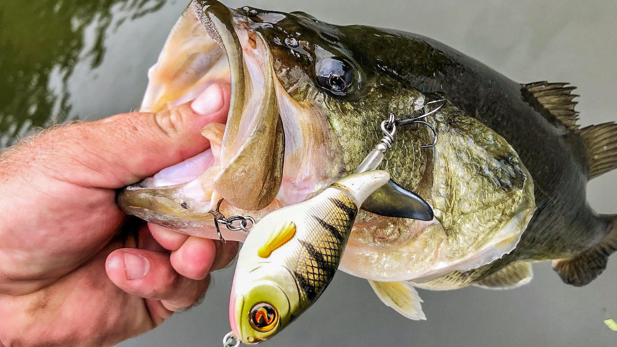 Fine Tuning Your Gear for Summer Wolf Pack Bass - Wired2Fish