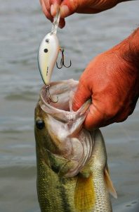 The Secret Technique of Long-Lined Crankbaits