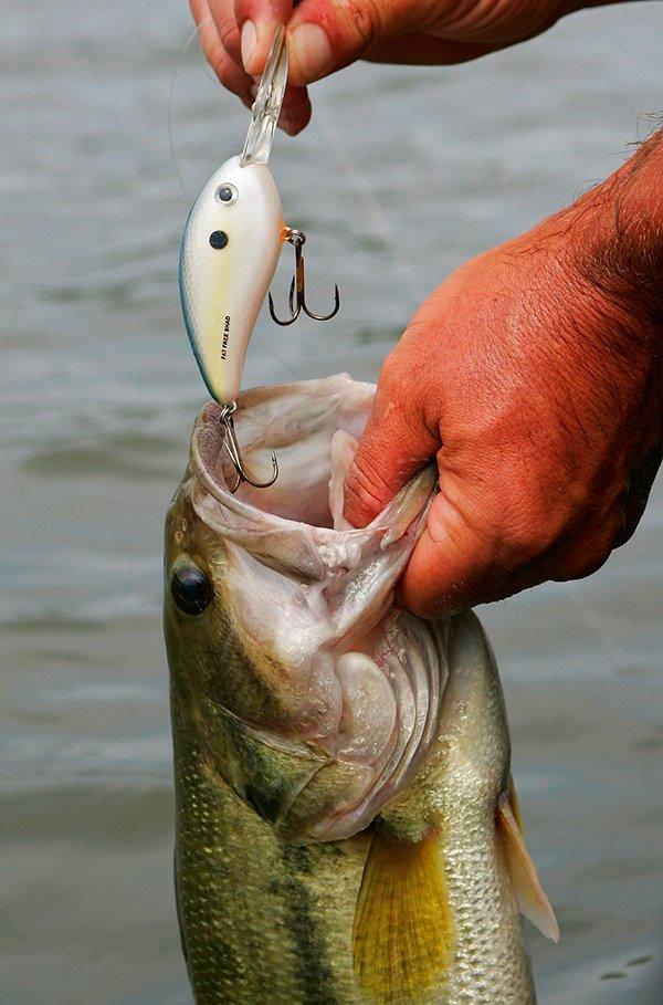 The Secret Technique of Long-Lined Crankbaits - Wired2Fish