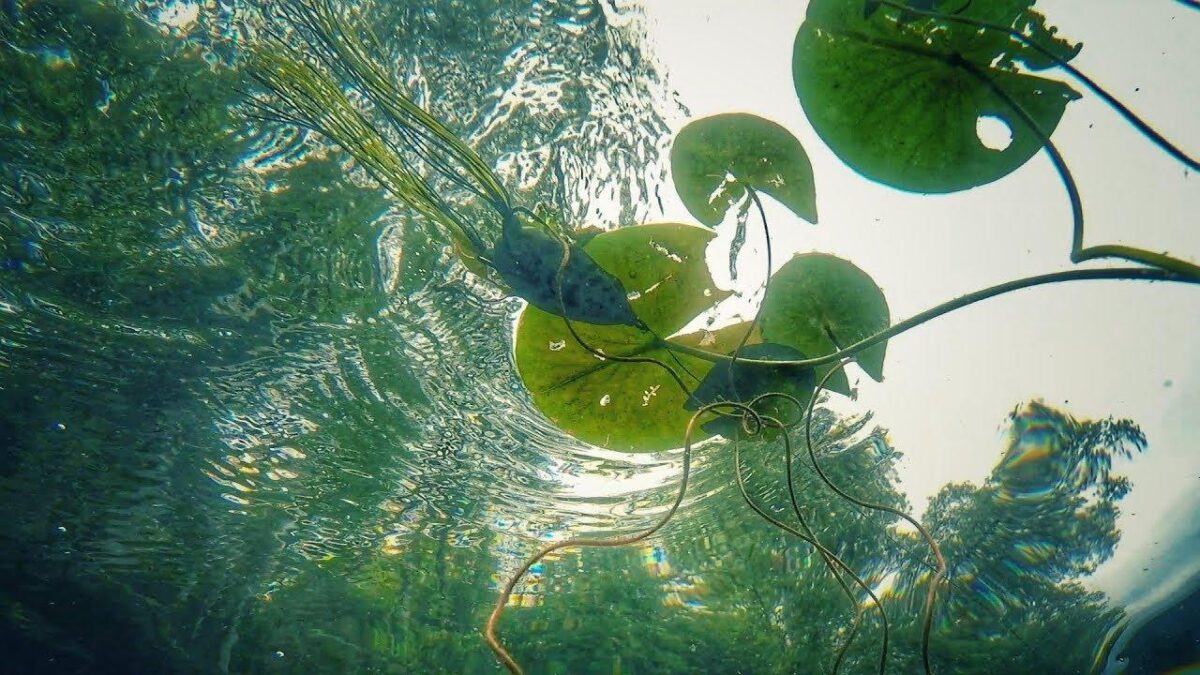 Does Frog Color Matter? Underwater View - Wired2Fish