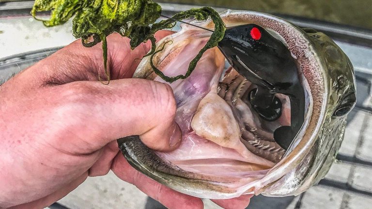 5 Ways to Catch More Bass on Toads