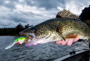 Why You Should Fish Shallow for Fall Walleyes