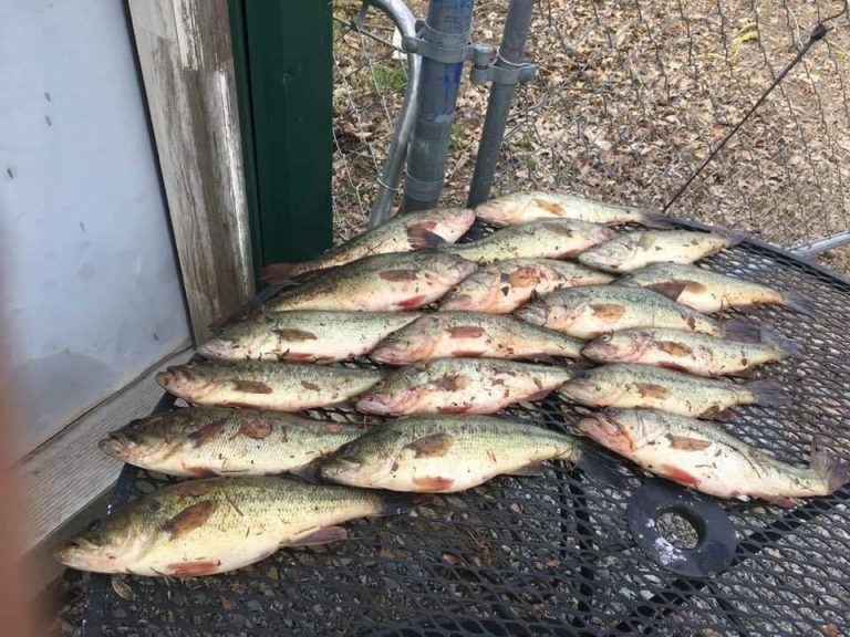 Anglers Caught with 114 Unlawfully Caught Bass