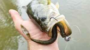 Missile Baits Quiver Worm Review