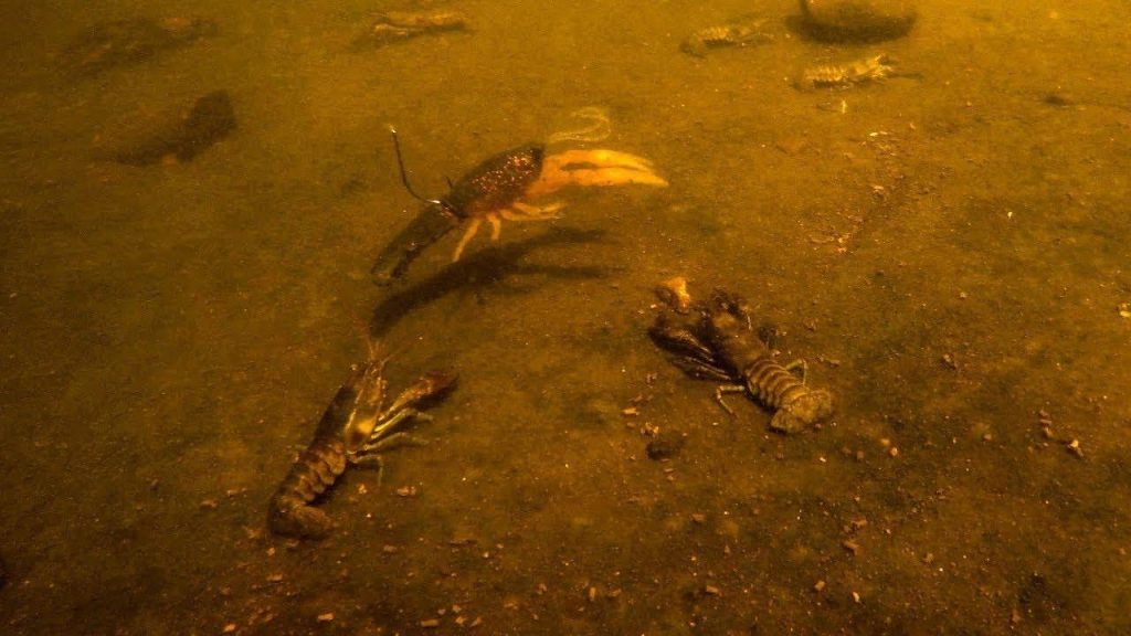 Comparing Bass Baits to Live Crayfish Underwater - Wired2Fish