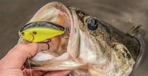 5 Reasons You’re Losing Crankbait Fish