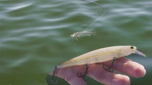 How to Fish Jerkbaits to Catch More Bass From the School