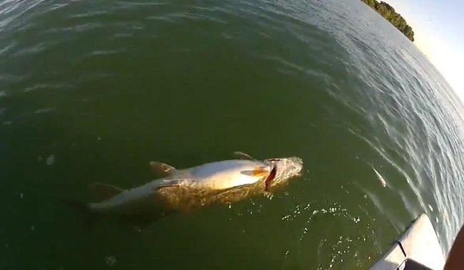 Musky Killed By Angler Intentionally Gets Justice