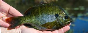 Rigging Live Earthworms for Bigger Panfish