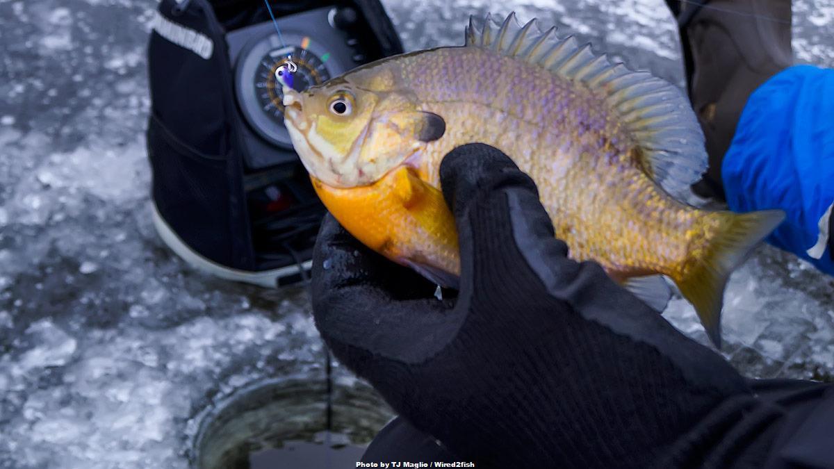Ice Fishing for Big River Panfish - Wired2Fish