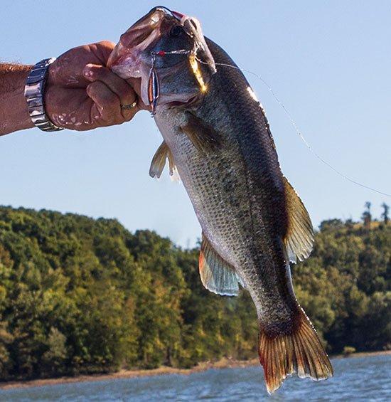 Why Oversized Spinnerbaits are Better for Bigger Spring Bass - Wired2Fish