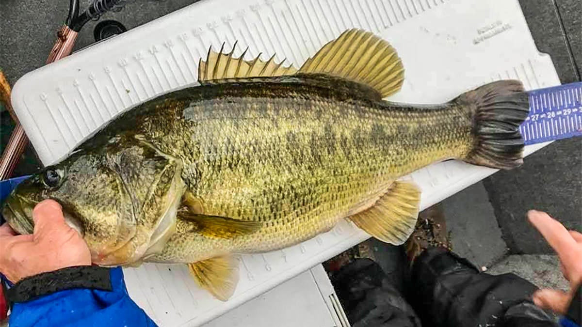 The 10 Biggest Bass Catches of This Past Year - Wired2Fish