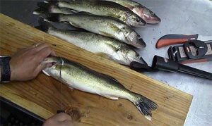 How to Fillet a Walleye