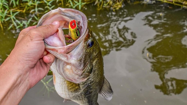 5 Huge Misconceptions about Fall Bass Fishing