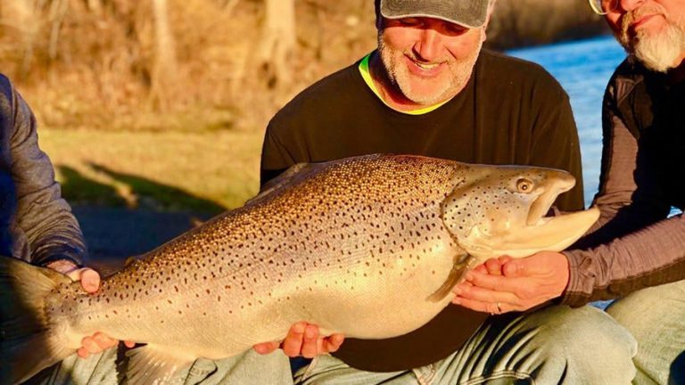 Angler Catches Missouri State Record Brown Trout