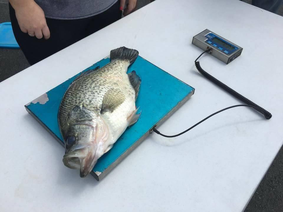 Biggest Crappie Ever Caught  World Record Crappie - Wired2Fish