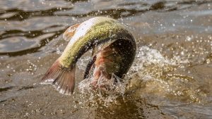 3 Bass Fishing Tournament Lessons I Learned the Hard Way