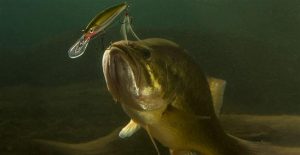 Why You Need to Fish Jerkbaits in the Summer