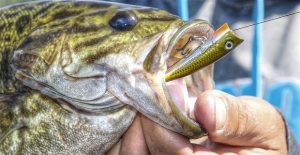 How Scaling Down Lures Can Catch More Bass