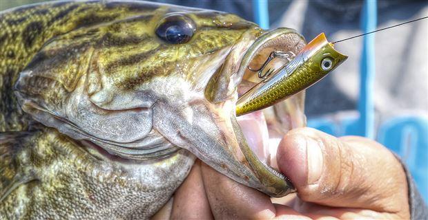How Scaling Down Lures Can Catch More Bass - Wired2Fish