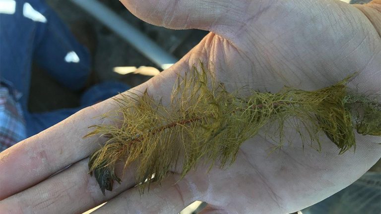 5 Submerged Grasses That Hold Big Bass