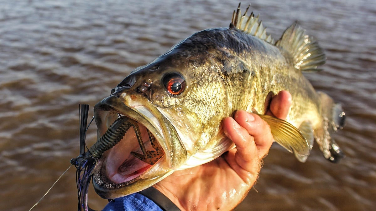 How to Choose Bass Swim Jigs and Trailers - Wired2Fish