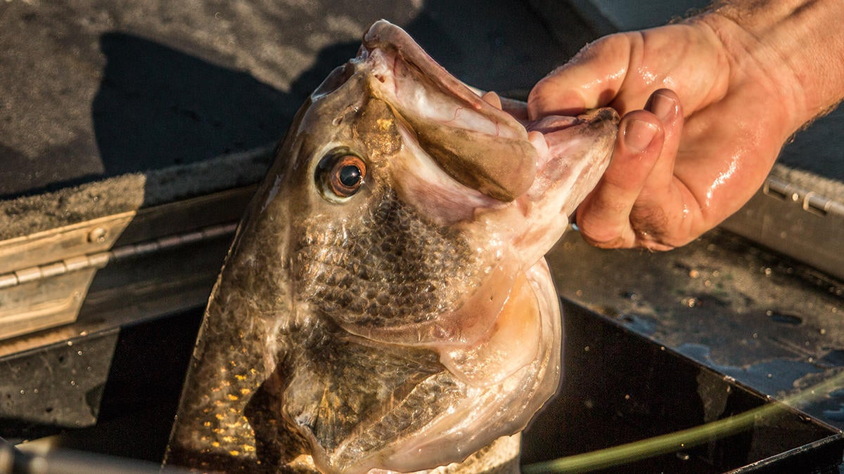 3 Spring Bass Fishing Myths to Avoid - Wired2Fish