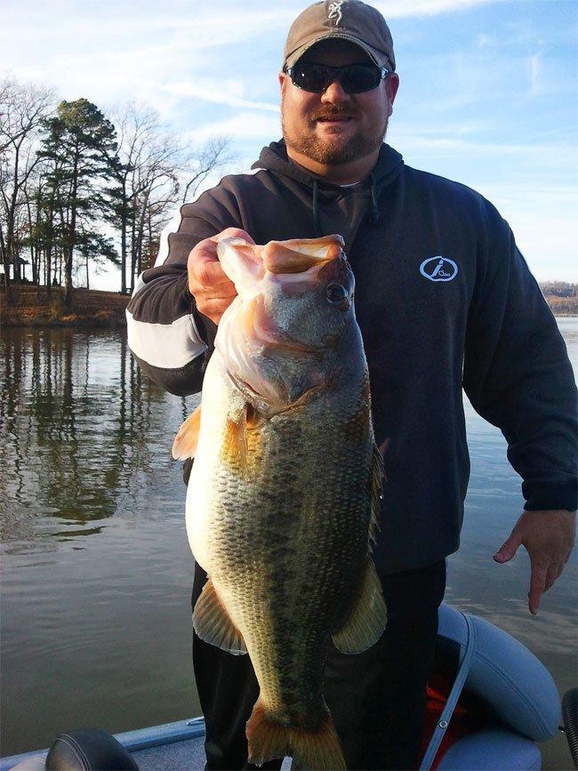 Possible Tennessee State Record Largemouth Caught - Wired2Fish
