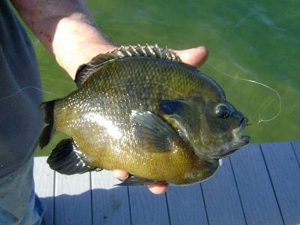 Consider Lake Goals Before Stocking Hybrid Sunfish