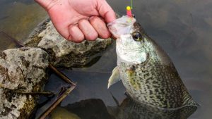 How to Fish Riprap for Crappie