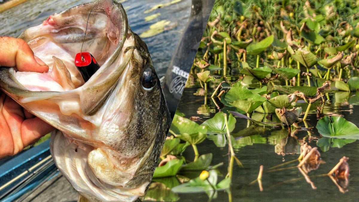 5 Best Options for Bass Fishing Lily Pads - Wired2Fish