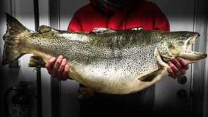 Kansas Angler Catches Monster Brown Trout