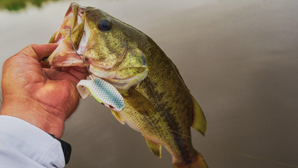 A Unique and New Way to Store Bass Fishing Frogs - Wired2Fish