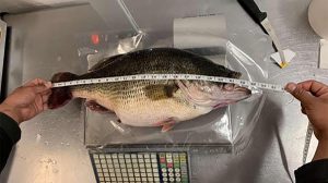 New State-Record Largemouth Bass Caught