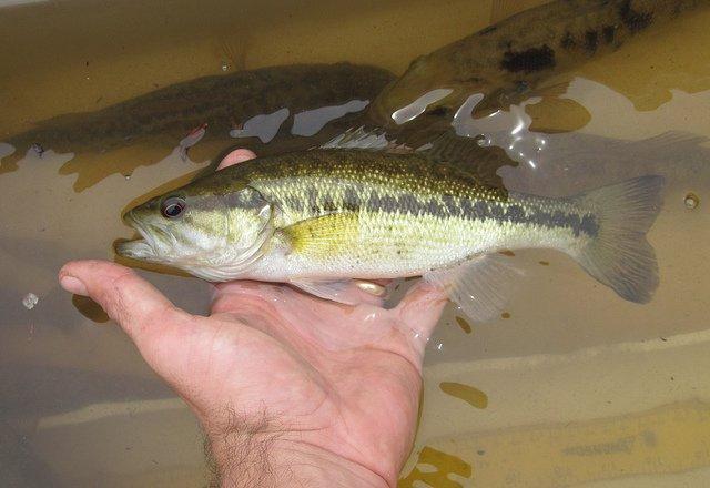 Florida Biologists Confirm 10th Species of Bass