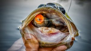 5 Bass Fishing Frogs I’m Excited to Try This Fall