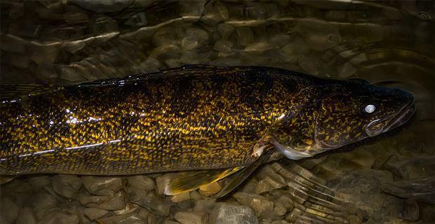 Bank Fishing Tips for Night Eyes in the Fall - Wired2Fish