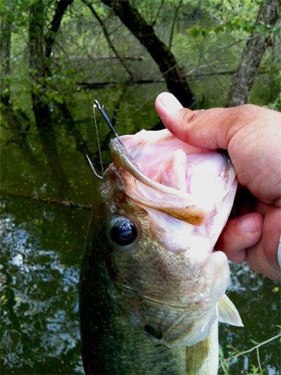 Straight Flipping | Straight Shank hooks for better bass fishing