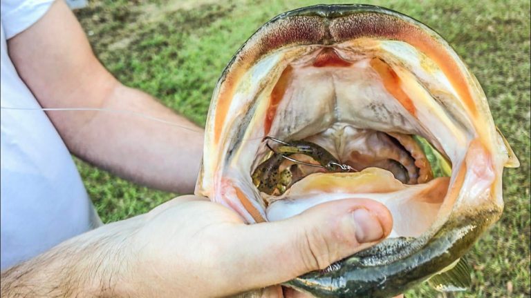 Catch and Release Works: 13-pound Bass Caught Again